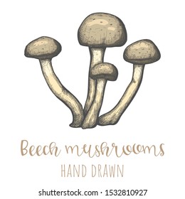 Beech mushrooms hand drawn vector illustration, isolated drawing.