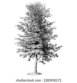 Beech Tree Engraving Vintage Vector Illustration