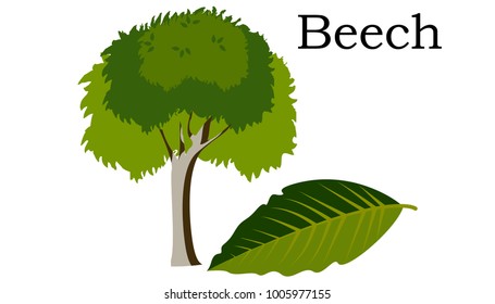 Beech  Trees vector element. vector icon green