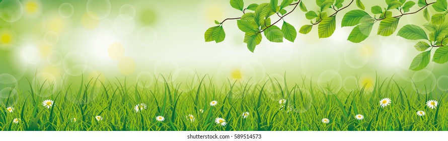 Beech twigs with white flowers in grass on the bokeh background. Eps 10 vector file.