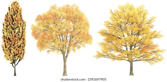 Beech,Ginkgo, Poplar trees with transparent background, 3D rendering, for illustration, digital composition, architecture visualization