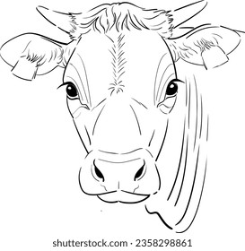 Beef calf  black and white lineart looking ahead front view of young bovine vectorial ready for print