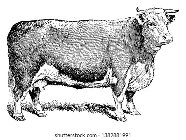 Beef Cow which is raised for meat production, vintage line drawing or engraving illustration.