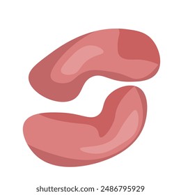 Beef kidneys, meat ingredient for cooking vector illustration
