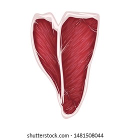 Beef raw fresh steak. Realistic vector illustration. Isolated on white background