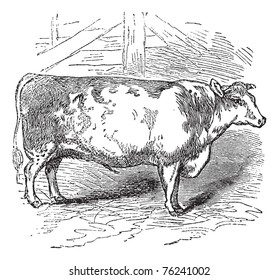 Beef Shorthorn cattle, Durham, England, vintage engraved illustration of Beef Shorthorn, cattle, Durham, England.