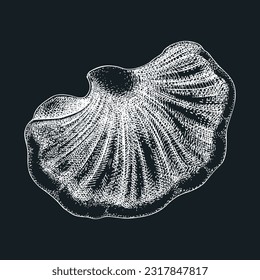 Beefsteak mushroom sketch. Edible fungus illustration. Fungal protein, mycoprotein, plant-based product healthy food design element. Forest plant, Tongue mushroom drawing on chalkboard