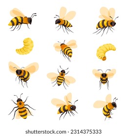 Beekeeping and apiculture, isolated bees variety, larva, and grown honeybee. Apiary and bee garden insects produce sweet nectar and honey, maggots and flying animals. Vector in flat style illustration