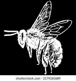 Beekeeping Insect Honeybee Wasp Bee Isolated Drawing Bumblebee Wings Flying Vector