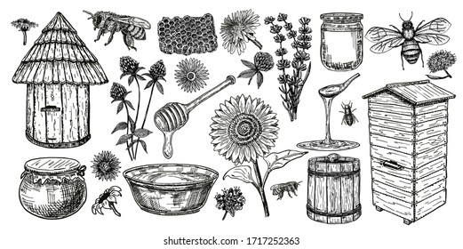 Beekeeping sketch icon set. Honey vintage set with bee beehive, glass jar and spoon, bees, melliferous flowers. Hand drawing apiary isolated objects. Vector illustration. 