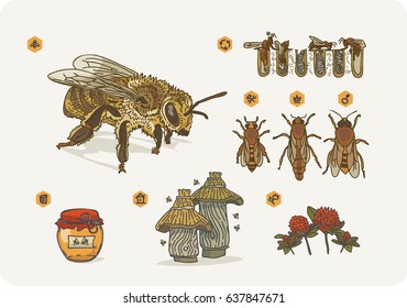 Beekeeping template infographics. Information poster on the composition of the bee colony. Picture of the outer structure of the body of the bee. 
