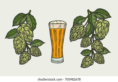 Beer glass mug with hop. Hand drawn isolated beverage object on white background. Sketch style vector illustration. Colored alcoholic drink drawing. Great for restaurant, bar, pub menu, oktoberfest