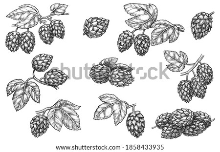 Similar – Image, Stock Photo Hops, Humulus lupulus