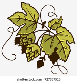 Beer Hop Branch With Leaves Design. Vector Graphic.