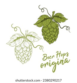 Beer Hop Cone Hand Drawing Vector Illustration. Hops Logo, Craft Logo. Hops Image, Hops Vector