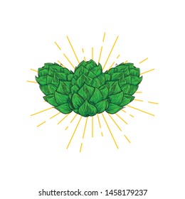 Beer hop design. engraving style