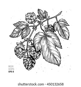Beer hop illustration. Engraved style illustration. Vintage beer design. Vector illustration