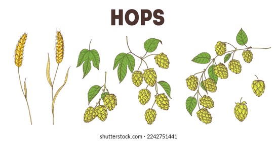 Beer hop illustration. Beer ingredients vector illustration. Vintage design. Brewery design elements. Beer hop illustration. Hand drawn design elements.