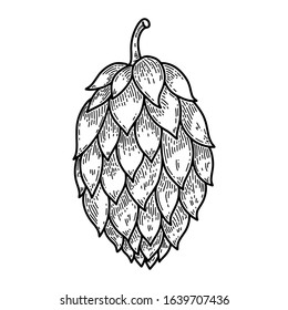 Beer hop illustration on white background. Design element for logo, label, emblem, sign. Vector illustration