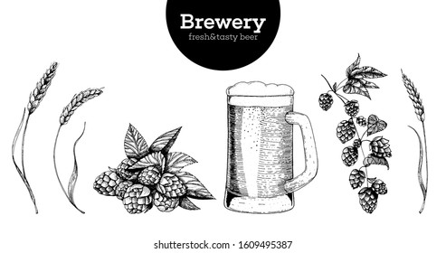 Beer, Hop and Malt vector illustration. Craft beer packaging illustration. Vintage elements. Brewing beer. Hand drawn sketch, retro illustration.