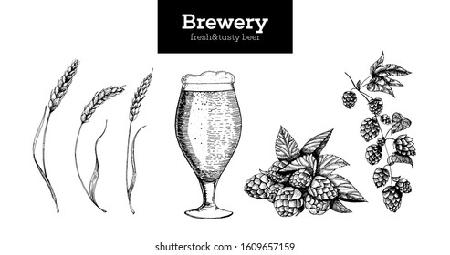 Beer, Hop and Malt vector illustration. Craft beer packaging illustration. Vintage elements. Brewing beer. Hand drawn sketch, retro illustration.