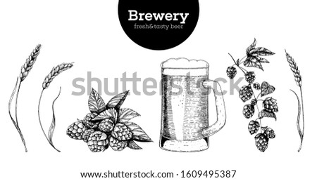 Beer, Hop and Malt vector illustration. Craft beer packaging illustration. Vintage elements. Brewing beer. Hand drawn sketch, retro illustration.