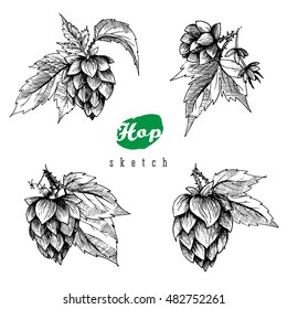 Beer hop set of 4 vector hand drawn branches with leaves, cones and flowers, black and white, sketch and engraving design, adult coloring books page. All element isolated.