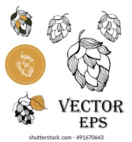 Beer and Hop set. Vector illustration of branch. Sketch design. vector isolated. Hand drawn illustration for print, decoration, image, design, label.  