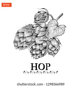 Beer hop vector illustration in engraving style on black and white