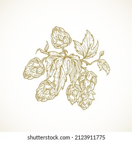 Beer Hops Branch with Hop Cones and Leaves. Abstract Brewery Sketch. Hand Drawn Plant Vector Illustration. Isolated