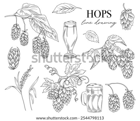  Beer hops branches, wheat spikes, glass of beer for beer shop or brewery, line drawing vector illustration