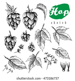 Beer Hops Element Design, Hand Drawn Cones, Leaves And Seeds, Black And White Sketch Illustration Collection.