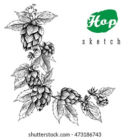 Beer hops hand drawn branches with leaves, cones and flowers, black and white, sketch and engraving design plant. All element isolated.
