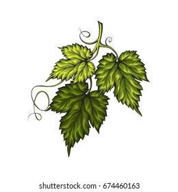 Beer hops leaf ornament isolated on white background