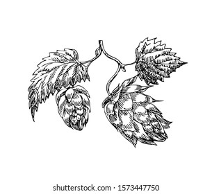Beer hops with leaves in line art style.