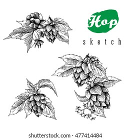 Beer hops set of 3 hand drawn branches with leaves, cones and flowers, black and white, sketch and engraving design. All element isolated.