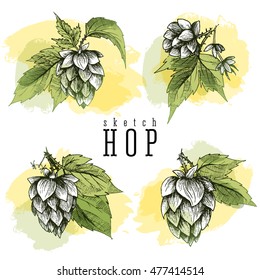 Beer hops set of 4 hand drawn hops branches with leaves, cones and flowers, color sketch and engraving design. All element isolated.