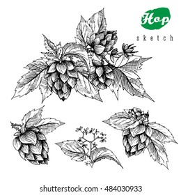 Beer hops set of 4 hand drawn branches with leaves, cones and  flowers, black and white, sketch and engraving design. All element isolated.