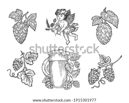 Beer hops set sketch engraving vector illustration. T-shirt apparel print design. Scratch board imitation. Black and white hand drawn image.