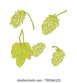 Beer Hops Vector Set. Common Hop or Humulus Lupulus Branch. Leaf and Cones