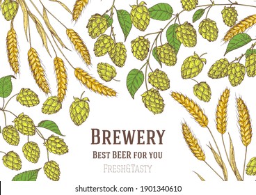 Beer ingredients vector illustration. Hops and barley, malt. Brewery design template. Beer hop illustration. Hand drawn design. Beer ingredients vector illustration.