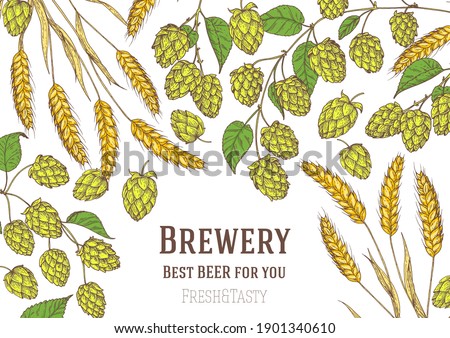 Beer ingredients vector illustration. Hops and barley, malt. Brewery design template. Beer hop illustration. Hand drawn design. Beer ingredients vector illustration.