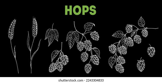 Beer ingredients vector illustration. Vintage design. Brewery design elements. Beer hop illustration. Hand drawn sketch design.