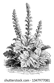 Beer leaves large sticky green leaves and flowers, they bloom in irregularly, wide leaves are deeply lobed, and flowers grow on tall stalks, vintage line drawing or engraving illustration.