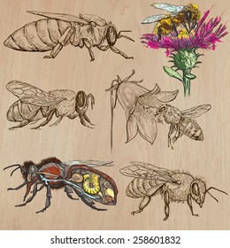 BEES, BEEKEEPING and HONEY. Collection of an hand drawn vector illustrations (pack no.2). Each drawing comprises of three or four layers of lines, the colored background is isolated.