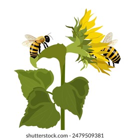 Bees or bumblebees collect pollen on a sunflower. Spring, summer, nature concept. Modern isolated Vector illustration. Logo, print, design template