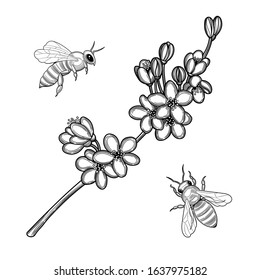 Bees collect nectar from Apple blossoms. Illustration isolated on a white background. Hand-drawn design element for label and poster.