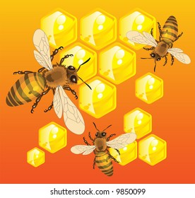 Bees do honey in honeycombs inside of beehive
