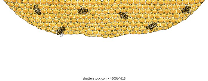 Bees and honeycombs : Vector 