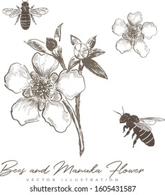 Bees And Manuka Flower Honey Illustration Hand Drawn